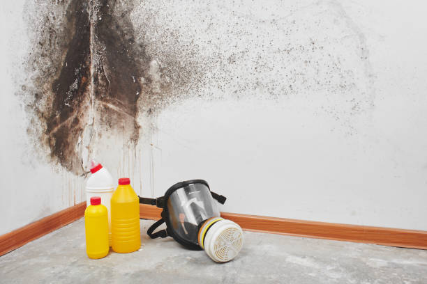 Best Residential Mold Removal  in Poth, TX