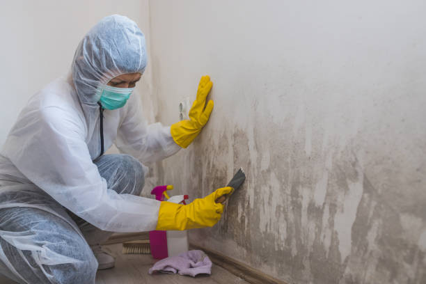 Best Same-Day Mold Removal  in Poth, TX