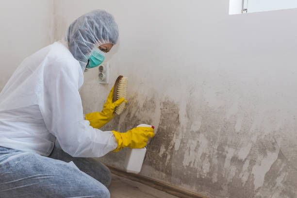 Best Mold Removal Near Me  in Poth, TX