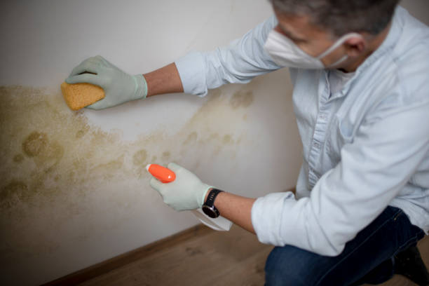 Best Home Mold Removal  in Poth, TX
