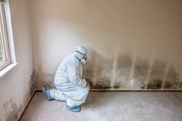 Best Affordable Mold Removal  in Poth, TX