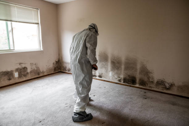 Best Professional Mold Removal  in Poth, TX