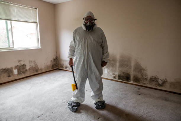 Best Fast Mold Removal  in Poth, TX
